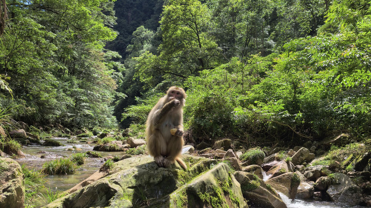 3D2N · Private Tours · Zhangjiajie's iconic trio: Golden Whip Stream: Avatar Peaks, Tianmen & Glass Bridge - wild monkey hike, free drone, eSIM & Muslim-friendly